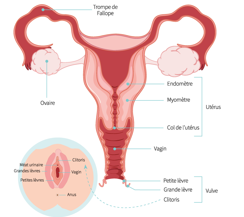 Appareil Genital